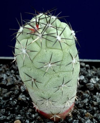 Ortegocactus_madougallii